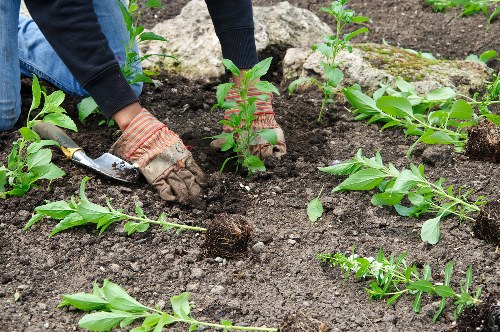 Photograph of a gardener working in a residential Upminster garden
