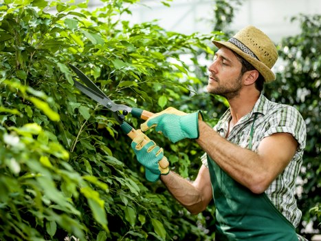 A male gardener wearing a straw hat, green gardening gloves, and a checked shirt is trimming dense green hedge foliage in a backyard garden. The hedge features vibrant, leafy branches with various shades of green, and the gardener is using pruning shears to shape and maintain the bushes. The garden has a well-maintained lawn in the foreground, with the grass appearing lush and evenly cut. Behind the hedge, a backdrop of trees and natural greenery is visible, suggesting an outdoor space with mature plants and natural landscaping typical of residential gardens in Upminster. The weather appears clear and bright, providing good natural lighting that highlights the detailed textures of the leaves and the gardener’s focused expression. This scene reflects professional gardening services aimed at creating tidy, attractive outdoor environments, emphasizing hedge trimming and garden maintenance specific to the local area served by Gardener Upminster.